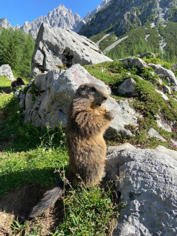 Haus Sonnleitner Leilighet Ramsau am Dachstein Eksteriør bilde
